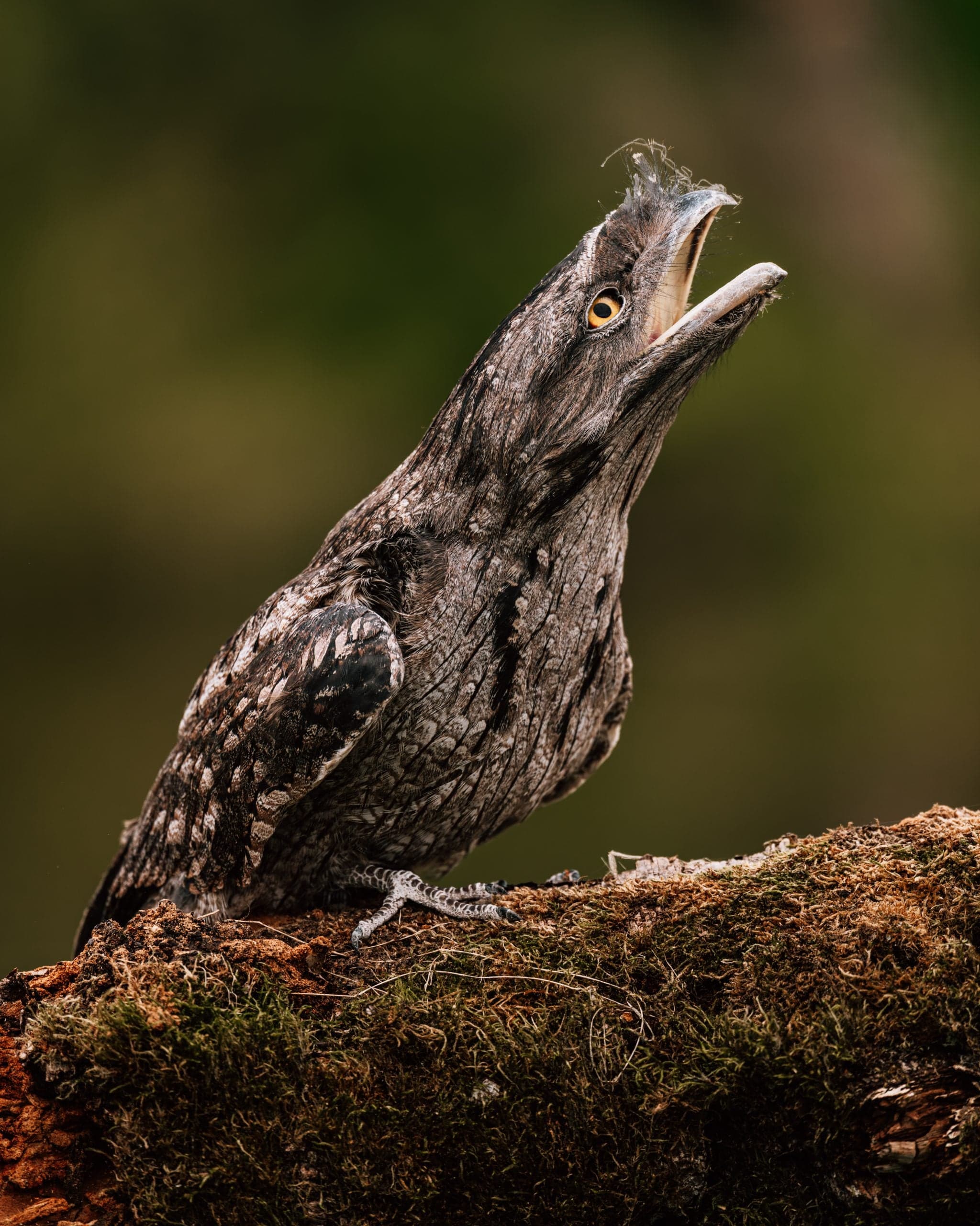 Gecamoufleerde nachtzwaluw met wijd geopende bek op een met mos begroeide stam, bark-achtig verenpatroon