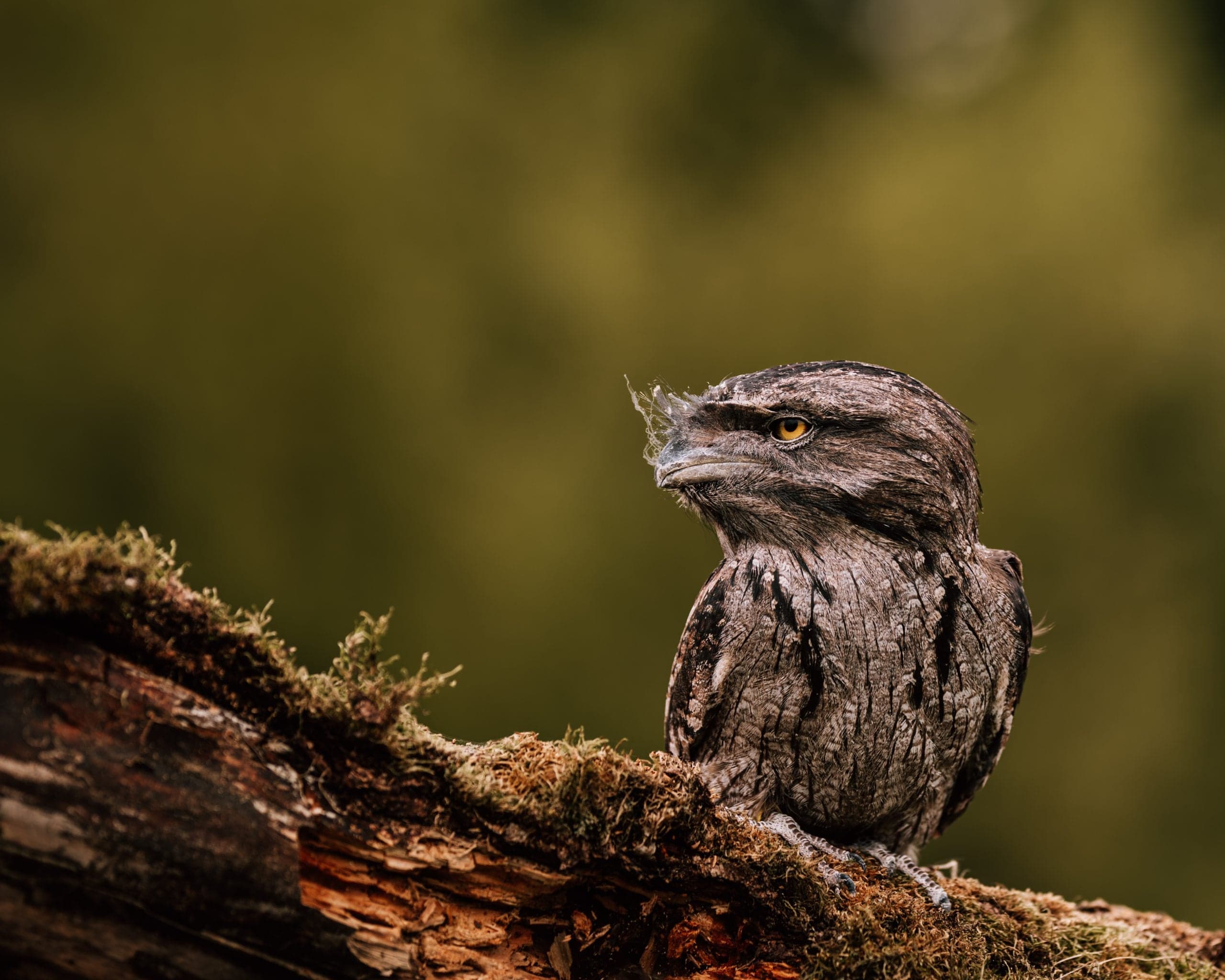Nachtzwaluw met geel oog verborgen tussen schorsachtig verenkleed, gehurkt op een bemoste stam tegen donker bos-bokeh