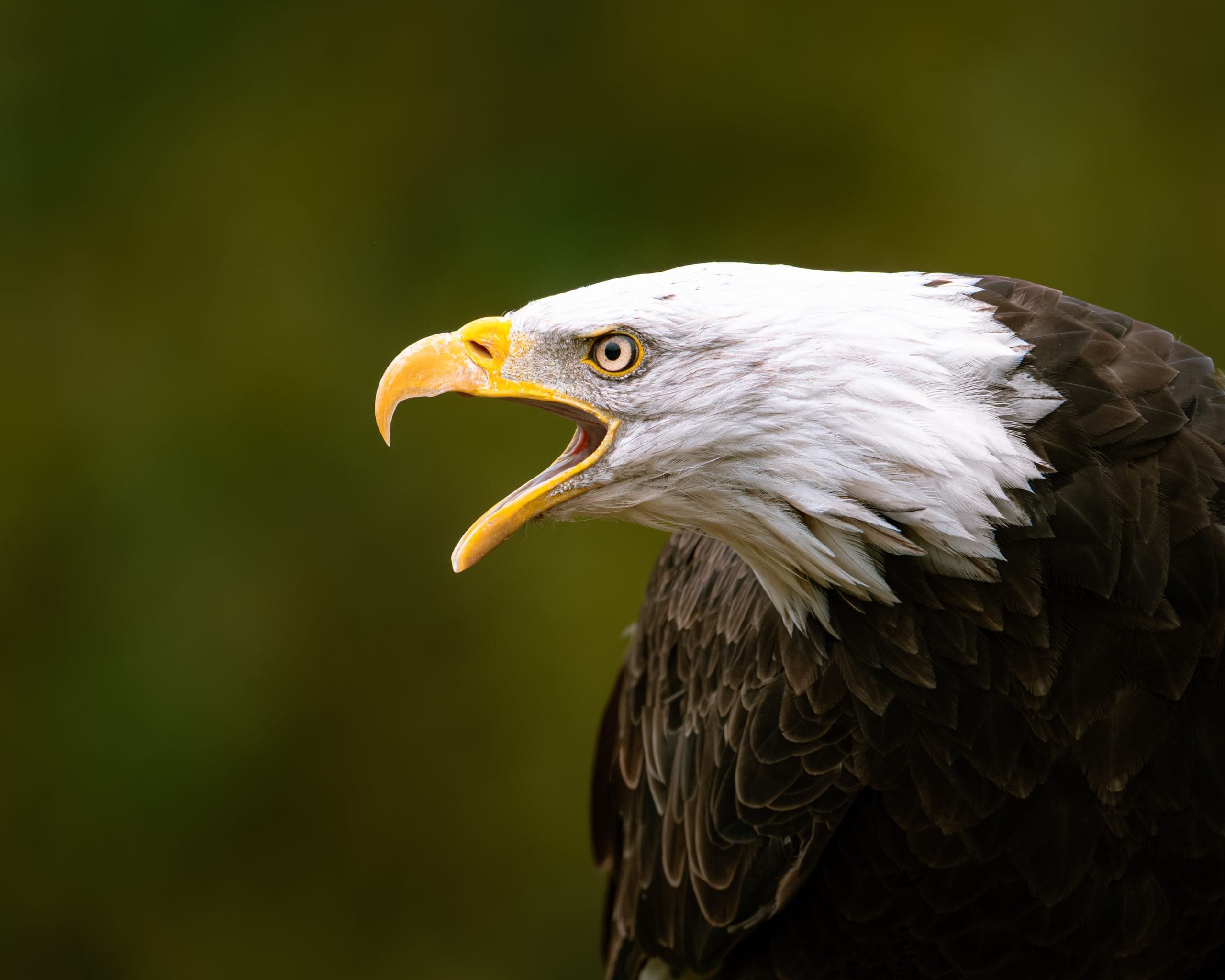 Amerikaanse zeearend in profiel met wijd geopende snavel en felle oogopslag, tegen donkergroene achtergrond