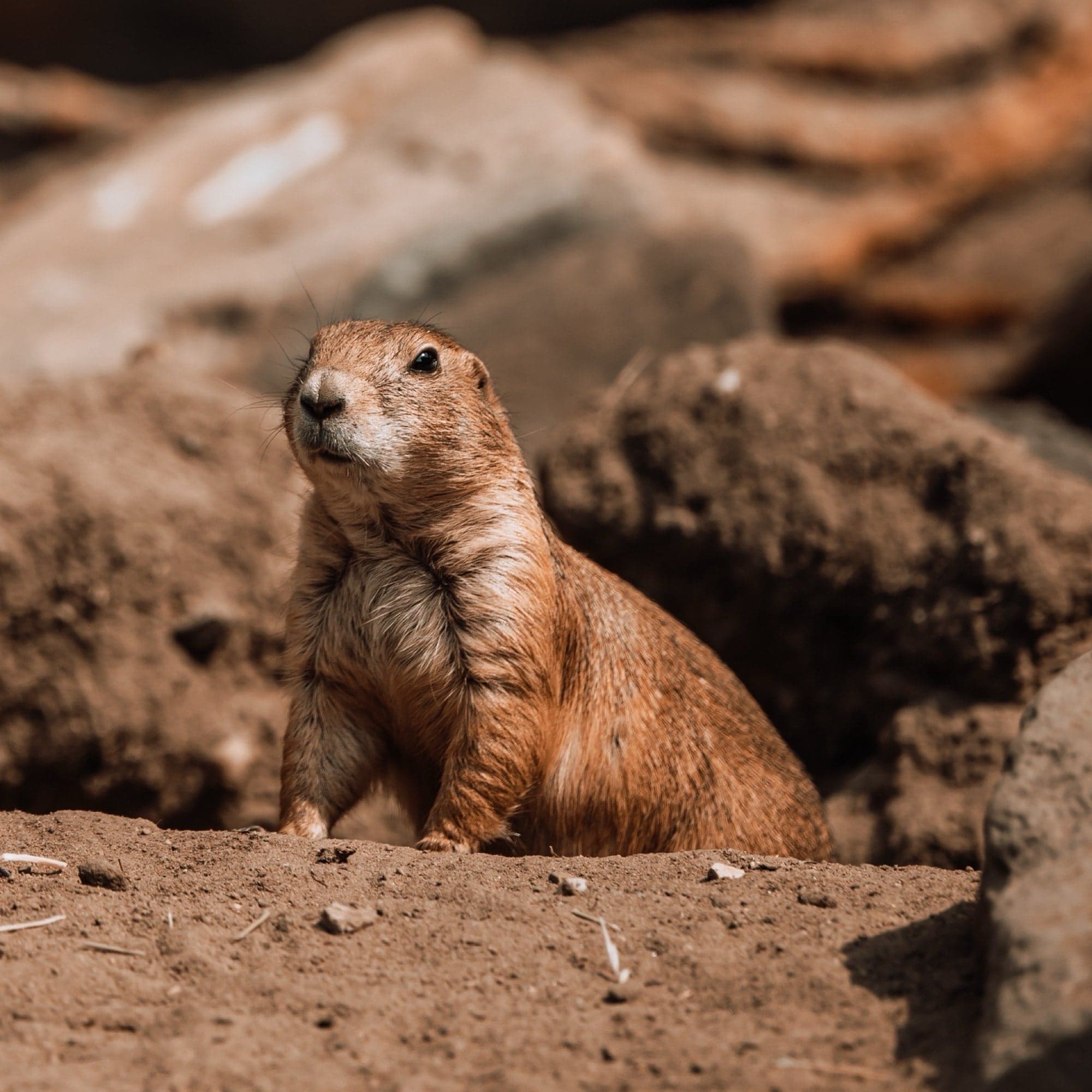 Prairiehond op zijn achterpoten tussen roodbruine rotsblokken, alert zijdelings kijkend