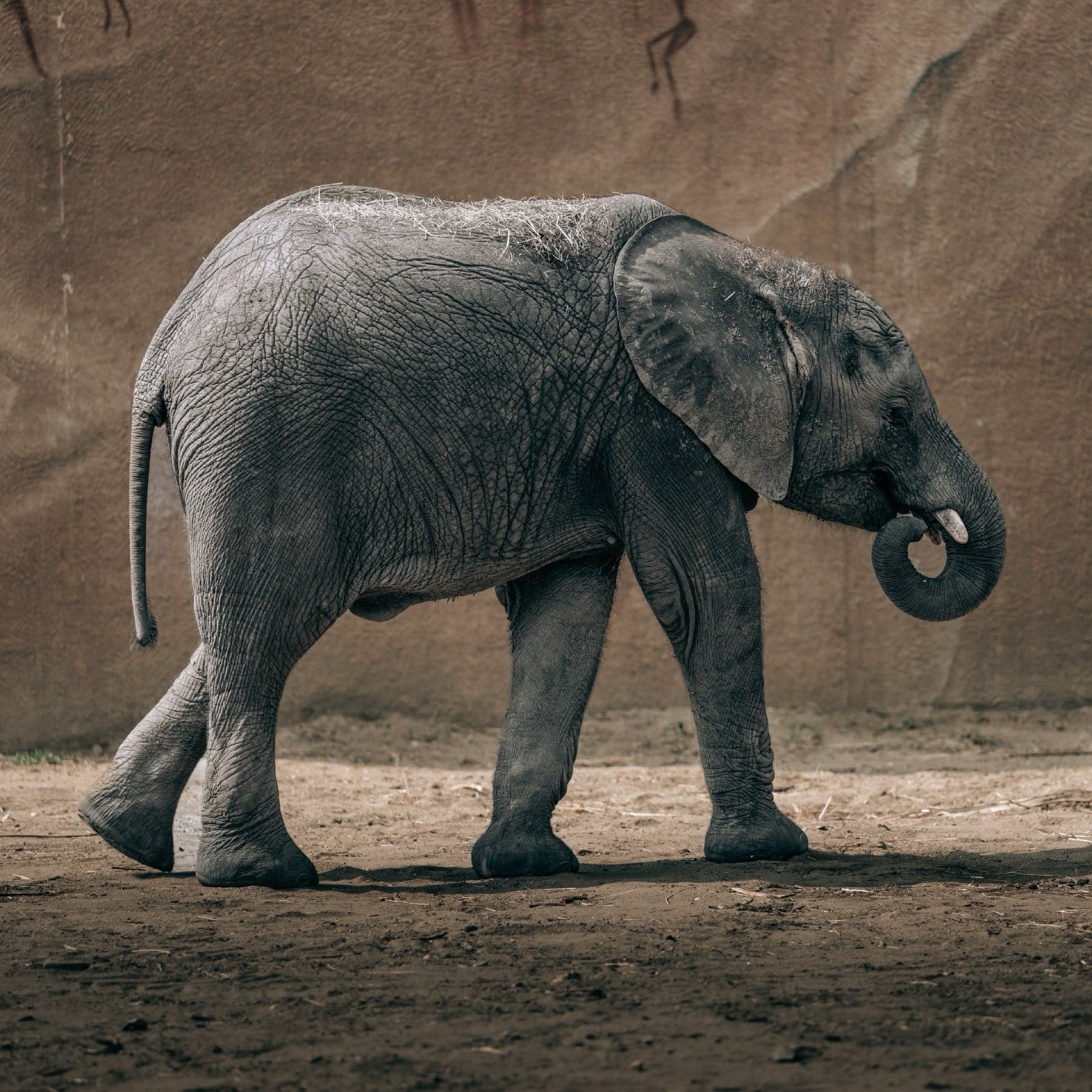 Olifantenjong zijdelings gefotografeerd met opgerolde slurf, desaturated toon en stoffige achtergrond met grottekening-details