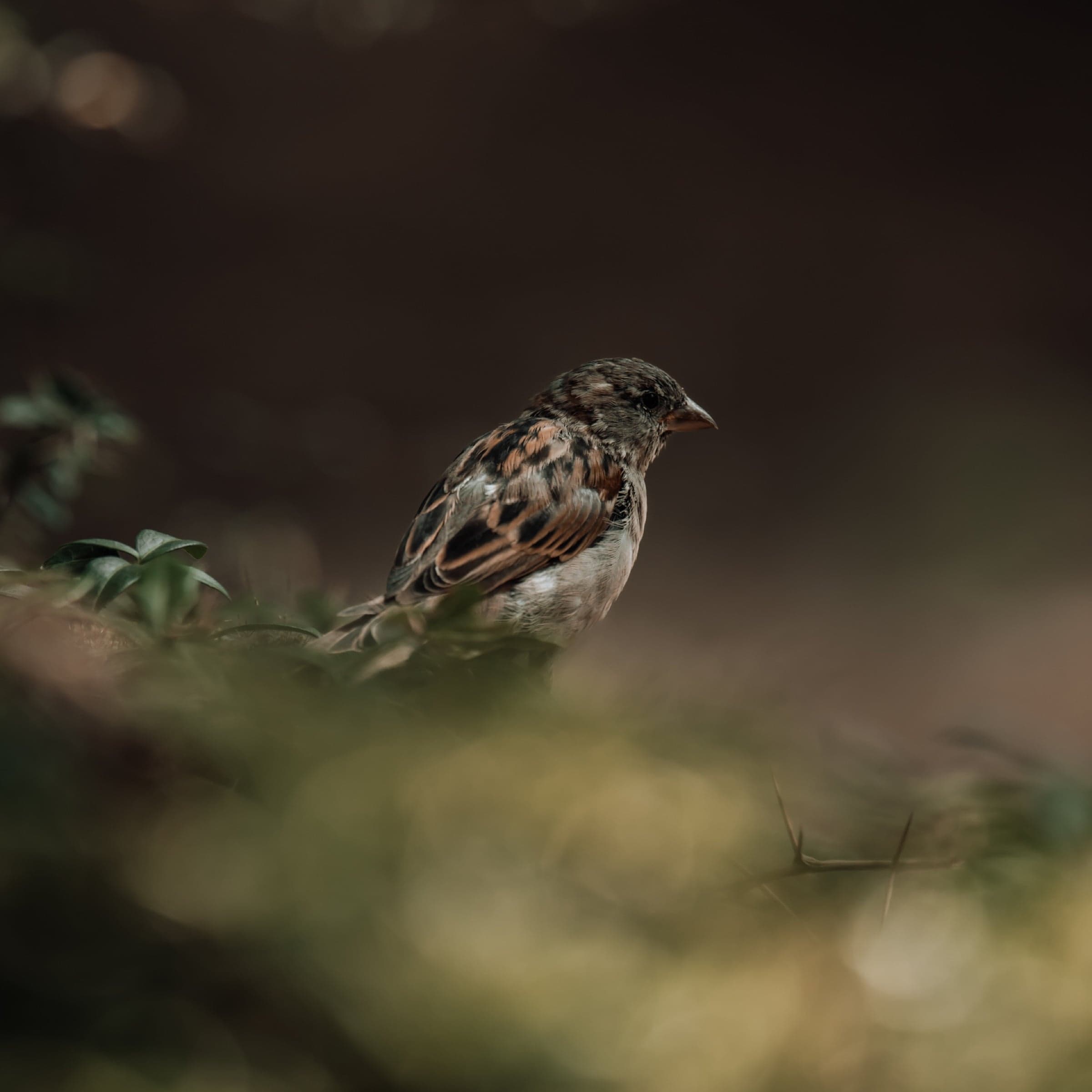 Huismus tussen onscherpe takken, zachte bokeh met doornige twijg op de voorgrond