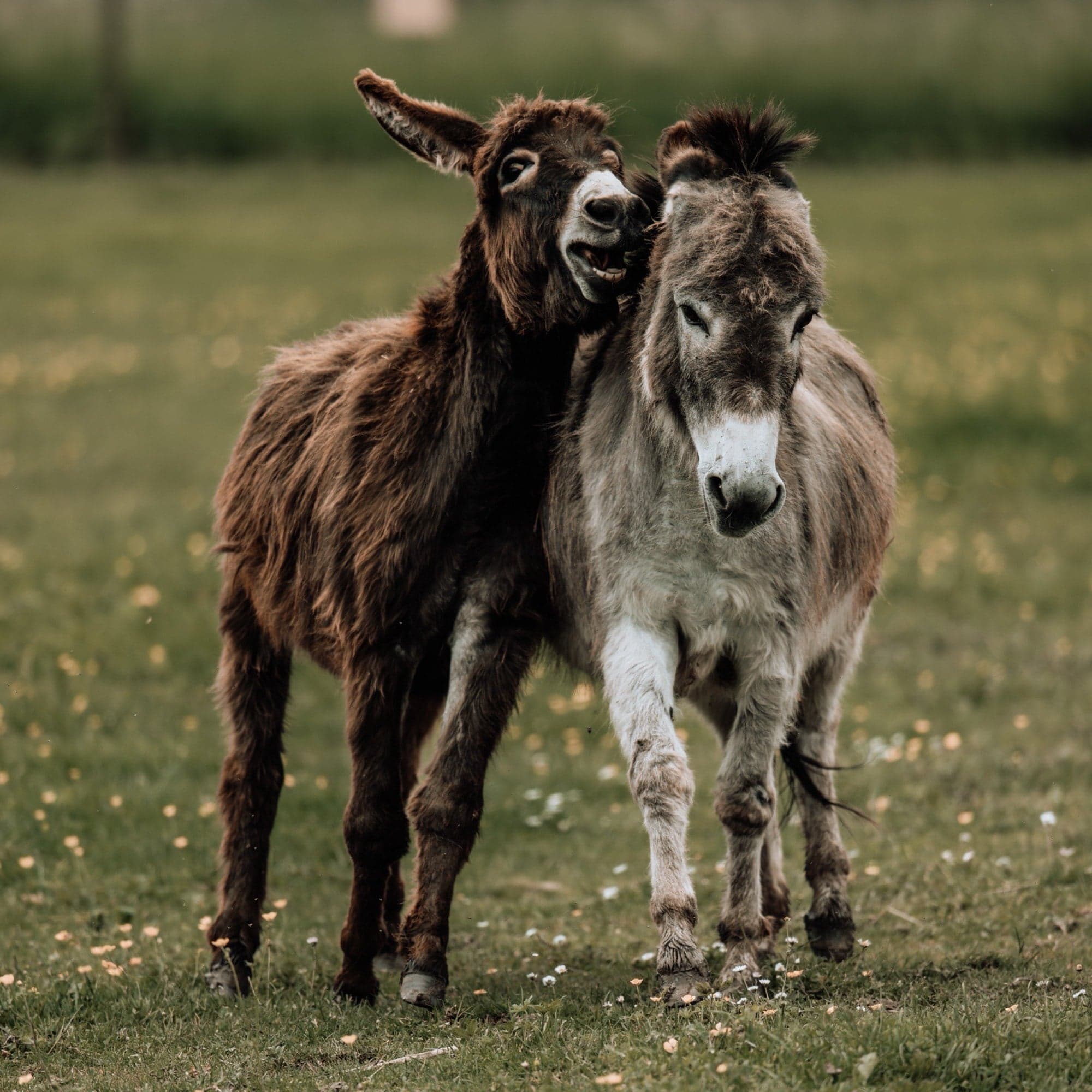 Twee ezels innig tegen elkaar in een grasveld, bruine ezel legt zijn kop op de grijze