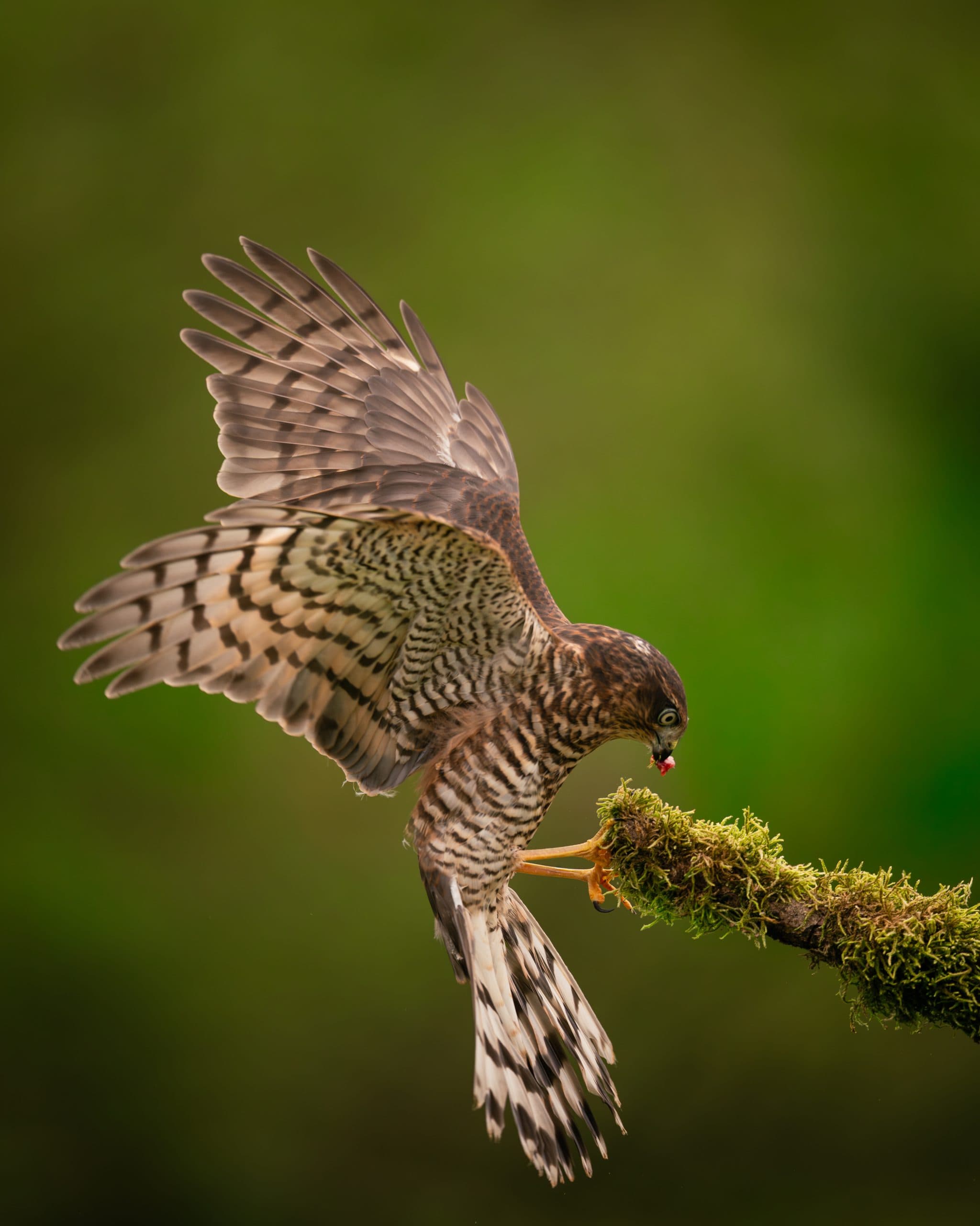 Sperwer met gespreide vleugels net geland op een mostak, prooi in de snavel, groene bosachtergrond